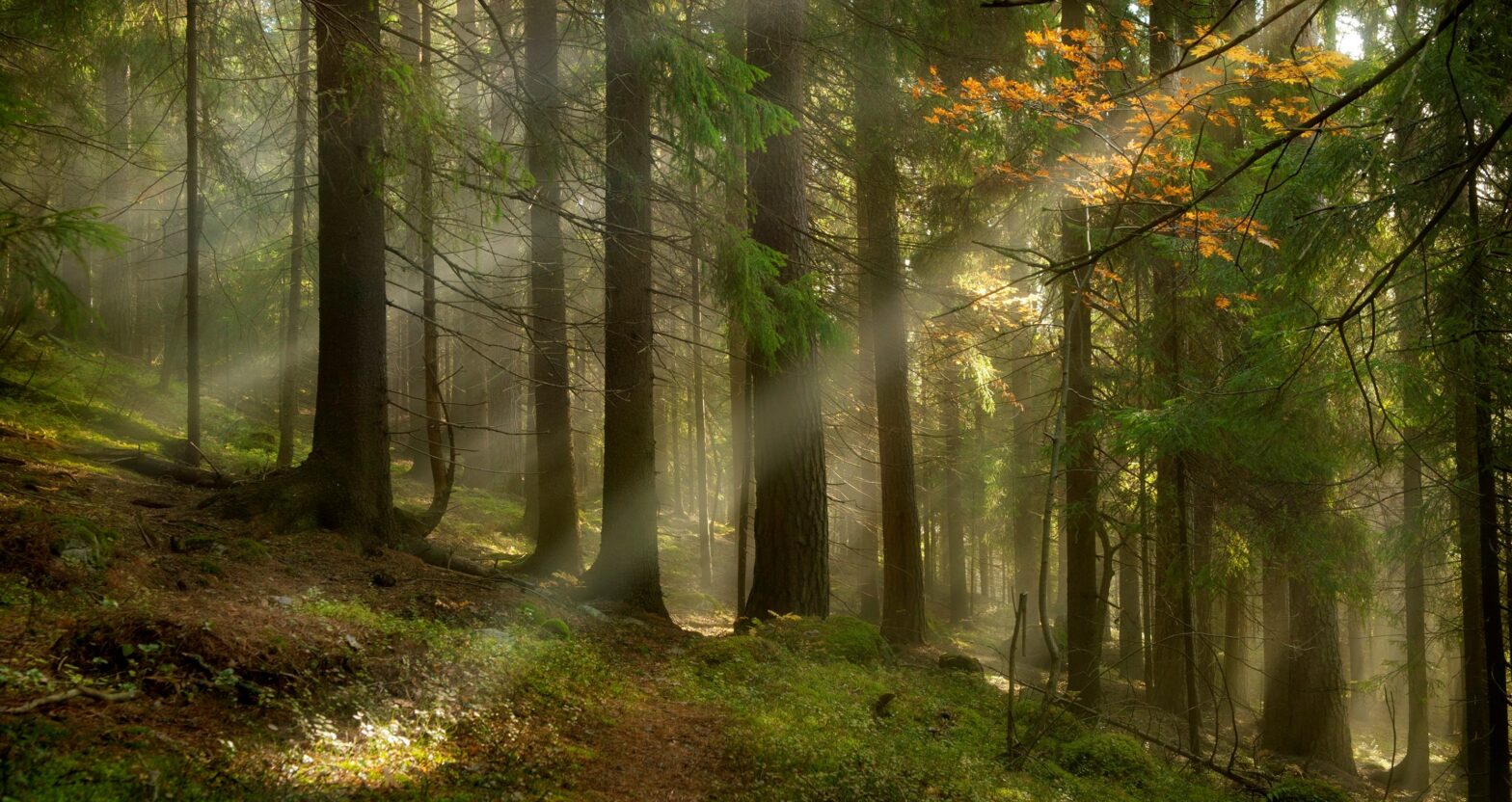 Hämäinen kuva Puijon metsästä, auringonsäteet paistavat puiden lomasta.